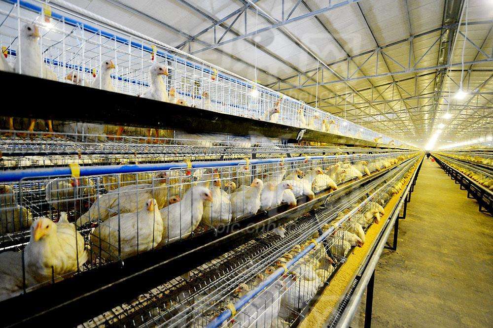 养殖行业专用臭氧发生器应用介绍